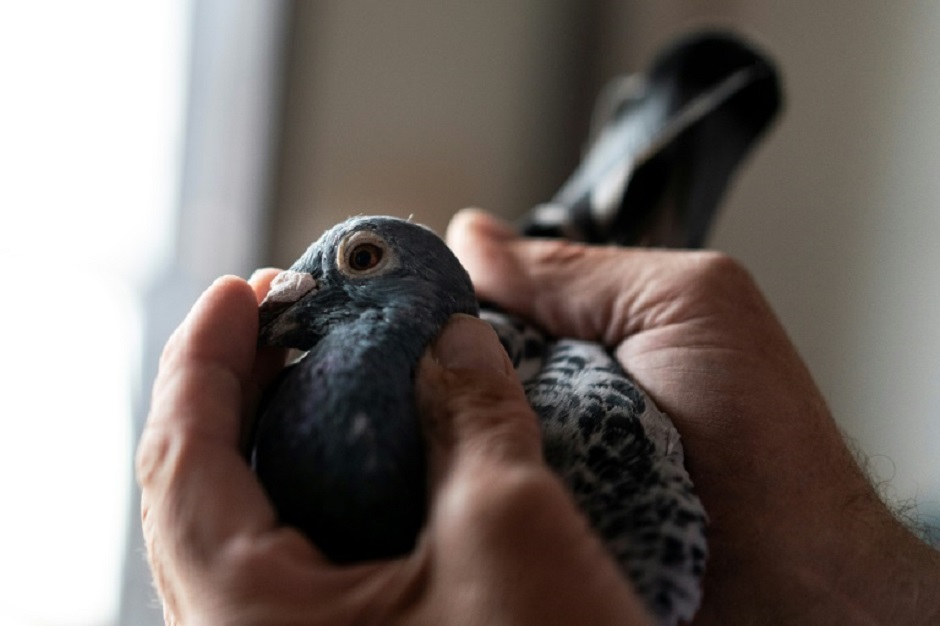 Despite his windfall, former abattoir worker Verschoot still spends up to ten hours a day on racing pigeons and says he is putting great hope in two of Armando's heirs. PHOTO: AFP