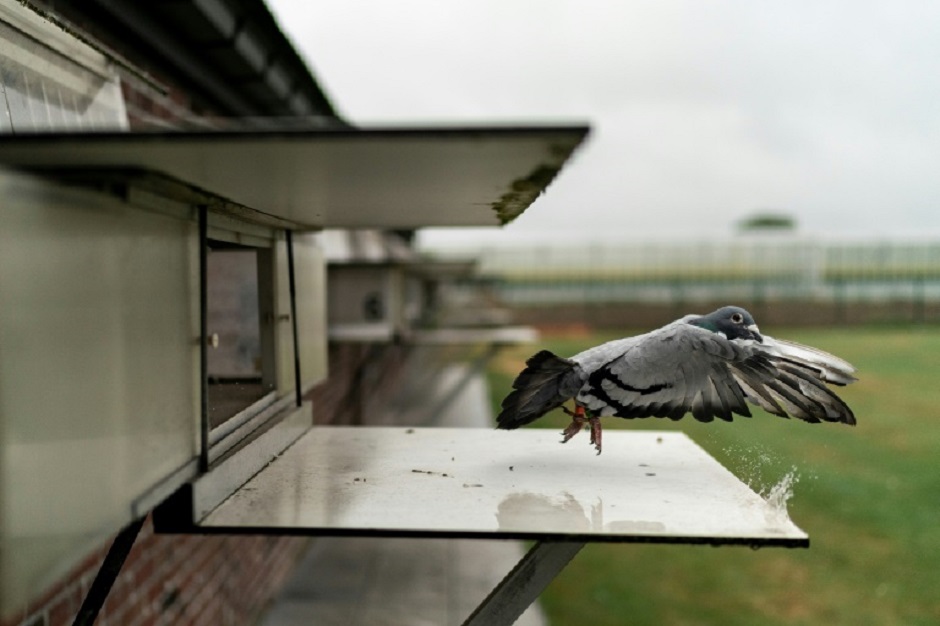 A racing pigeon -- one of around 300 Verschoot owns after turning a hobby into an international business -- spreads its wings at his loft at Ingelmunster. PHOTO: AFP