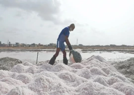 pink salt s export potential remains untapped pink salt s export potential remains untapped