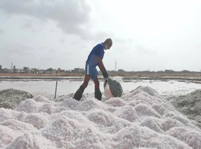 pink salt s export potential remains untapped pink salt s export potential remains untapped