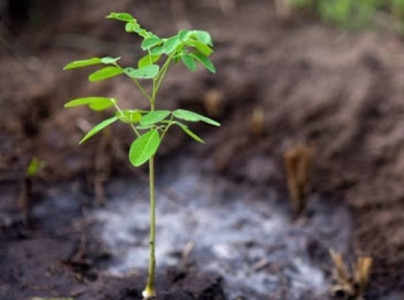 govt plans to plant 200m saplings this monsoon govt plans to plant 200m saplings this monsoon