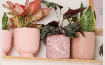 plant sciences termed key to sustainability plant sciences termed key to sustainability