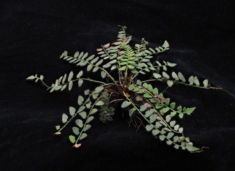 this file photo shows a new fern species named cyrtomium adenotrichum discovered on a cliff in nandan county under hechi city south china s guangxi zhuang autonomous region photo xinhua