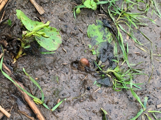 a suspected human foot buried in a muddy field in gateshead turned out to be a potato after a large scale police search photo twitter northumbriapol a suspected human foot buried in a muddy field in gateshead turned out to be a potato after a large scale police search photo twitter northumbriapol