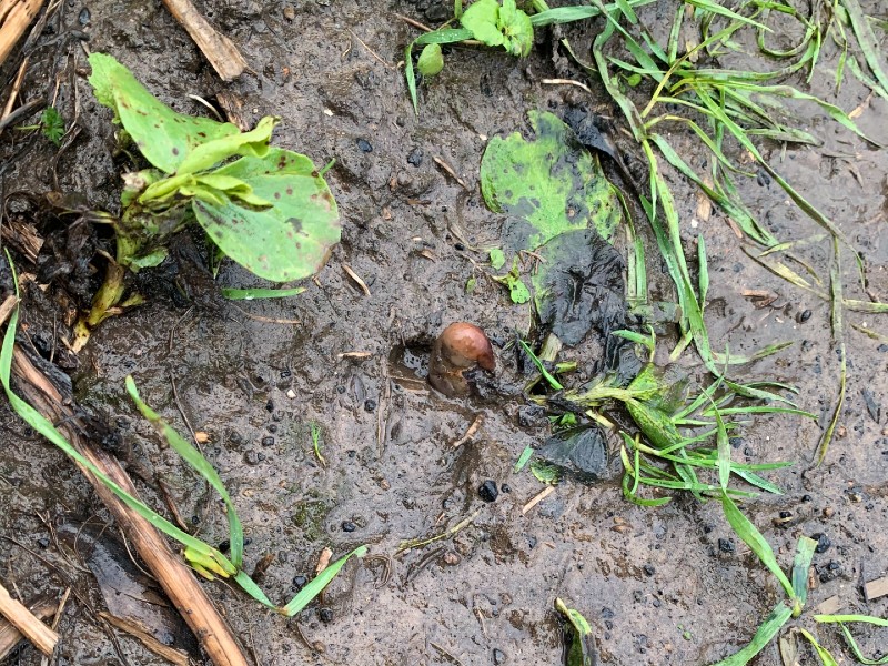 a suspected human foot buried in a muddy field in gateshead turned out to be a potato after a large scale police search photo twitter northumbriapol