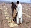 na panel calls for addressing potato losses