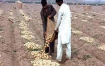 na panel calls for addressing potato losses