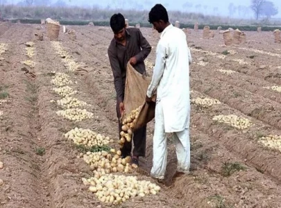 na panel calls for addressing potato losses na panel calls for addressing potato losses