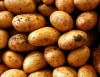 govt pushes potato exports to clear surplus stocks