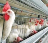 poultry sector needs export strategy poultry sector needs export strategy