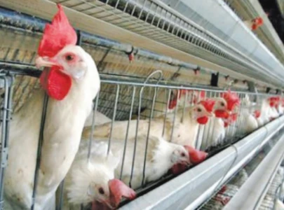 poultry sector needs export strategy poultry sector needs export strategy