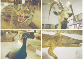 preserving life after death master taxidermist revives vanishing wildlife preserving life after death master taxidermist revives vanishing wildlife