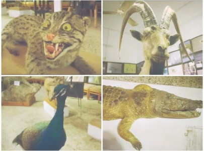 preserving life after death master taxidermist revives vanishing wildlife preserving life after death master taxidermist revives vanishing wildlife