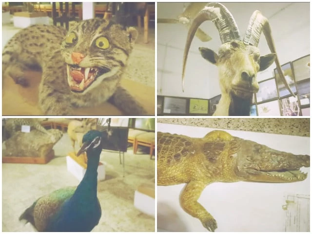 in the realm of taxidermy death meets art and the boundaries of mortality are pushed to create surreal masterpieces that defy the fleeting nature of life photos express in the realm of taxidermy death meets art and the boundaries of mortality are pushed to create surreal masterpieces that defy the fleeting nature of life photos express