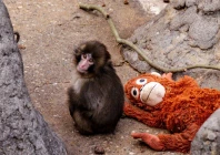 baby monkey punch celebrates 1st birthday since becoming a global social media sensation