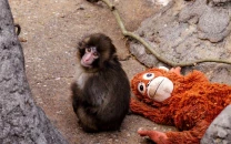 punch abandoned macaque finds family after viral videos with plush toy companion
