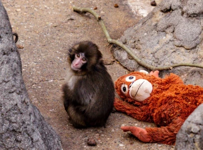 ikea gifts more toys to viral baby monkey punch after winning hearts online