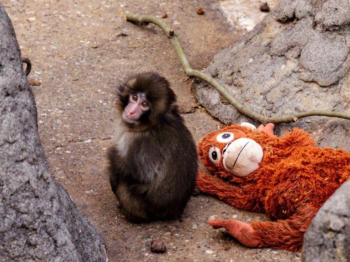 punch abandoned macaque finds family after viral videos with plush toy companion