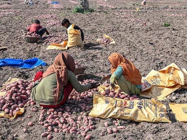 over 40 drop in rainfall ravages crops in punjab over 40 drop in rainfall ravages crops in punjab
