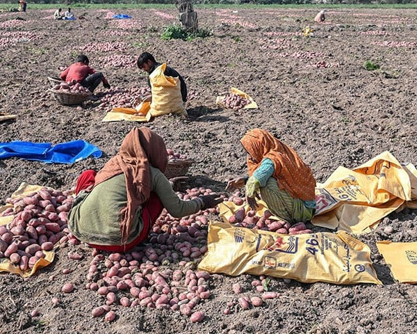 farmers harvest potatoes at a field on the outskirts of lahore in the province of punjab on january 23 photo afp