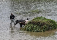 farmers transport a heap of crops on a buffalo cart after heavy rainfall in the flood affected area of punjab s kasur district on august 24 2025 photo afp farmers transport a heap of crops on a buffalo cart after heavy rainfall in the flood affected area of punjab s kasur district on august 24 2025 photo afp