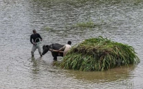 punjab s fertile fields ravaged by floods punjab s fertile fields ravaged by floods