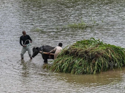 punjab s fertile fields ravaged by floods punjab s fertile fields ravaged by floods