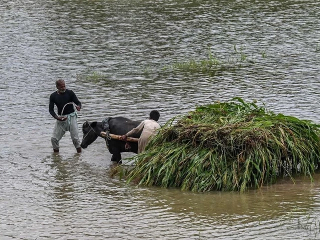 farmers transport a heap of crops on a buffalo cart after heavy rainfall in the flood affected area of punjab s kasur district on august 24 2025 photo afp