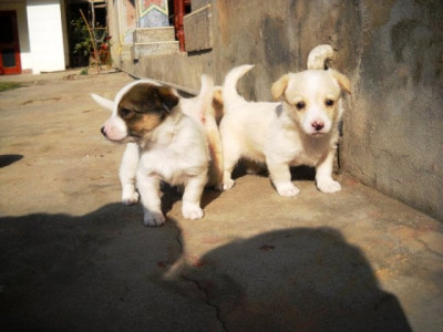 i know a puppy killer i know a puppy killer