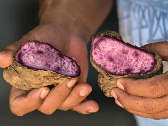 The Philippine ube has become a trend-setting sensation from Los Angeles to London to Seoul, with the humble yam's bright purple hue drawing lines outside coffee shops and bakeries and millions of views on social media. PHOTO: AFP