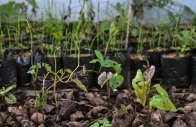 purple yam sprout at a farm in padre garcia batangas province photo afp