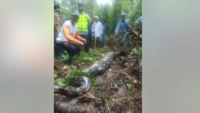 missing indonesian woman found swallowed by 22 foot python