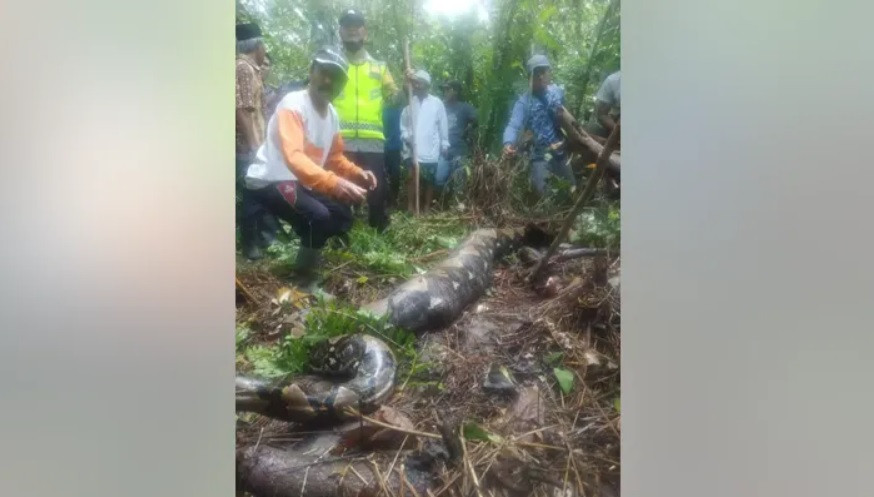 Missing Indonesian woman found swallowed by 22-foot python