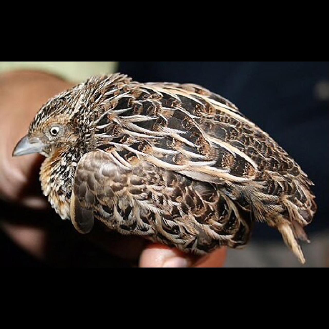 quail hunting banned across punjab