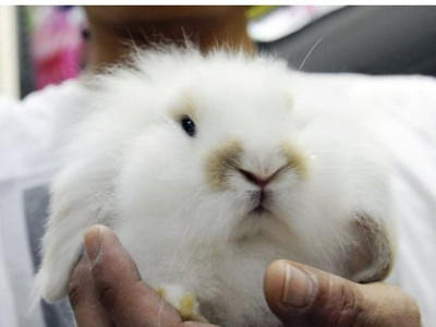 pet bunnies in peril as year of the rabbit nears