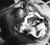 rabies treatment delay costs lives