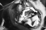 rabies claims another life as boy battles infection