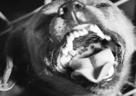 rabies treatment delay costs lives