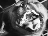 seven year old dies after stray dog attack
