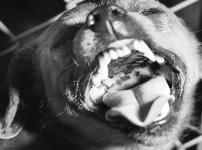 rabies treatment delay costs lives