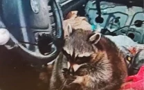 pet raccoon found with meth pipe during ohio traffic stop leads to drug bust