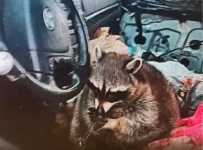 pet raccoon found with meth pipe during ohio traffic stop leads to drug bust pet raccoon found with meth pipe during ohio traffic stop leads to drug bust