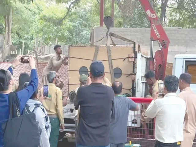 rano karachi s captive bear takes flight to islamabad leaving behind the city she once called home photo ppi