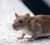 residents across more than 50 localities report daily rat bites as poor sanitation and a lack of control measures fuel a mounting public health crisis photo pexels