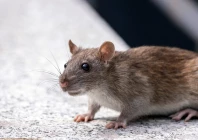 residents across more than 50 localities report daily rat bites as poor sanitation and a lack of control measures fuel a mounting public health crisis photo pexels