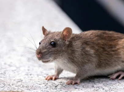 rat attacks surge amid worsening infestation in peshawar rat attacks surge amid worsening infestation in peshawar