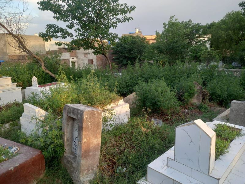 ratta amral cemetery needs urgent attention due to weed growing photo express