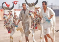 horse and cattle show