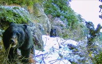 pakistan s bears on verge of extinction