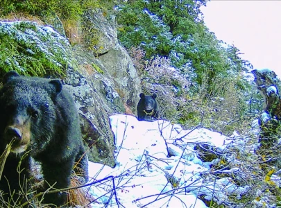 pakistan s bears on verge of extinction